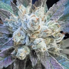 #9 Pound Hammer Fast High Speed Buds cannabisfrø