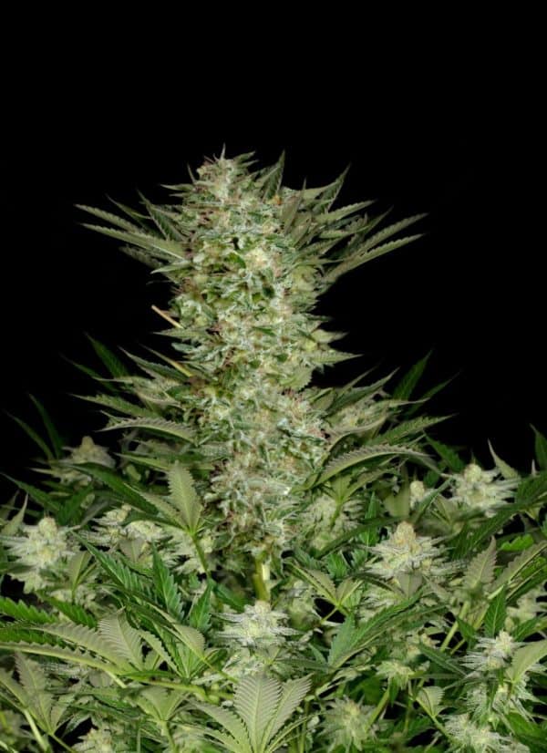 Absolute Herer Absolute Cannabis Seeds 4