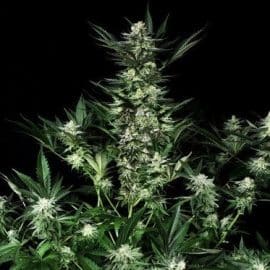 Amazing Auto Absolute Cannabis Seeds