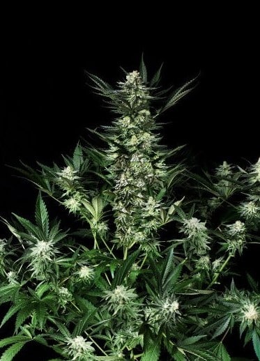 Amazing Auto Absolute Cannabis Seeds