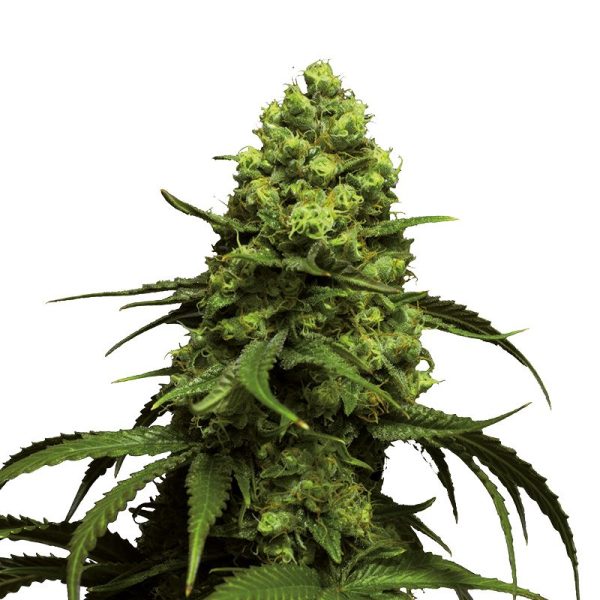 Monsterbud Growers Choice cannabisfrø