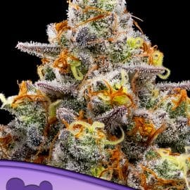 Purple Boost Highness Anesia Seeds cannabisfrø skunkfrø
