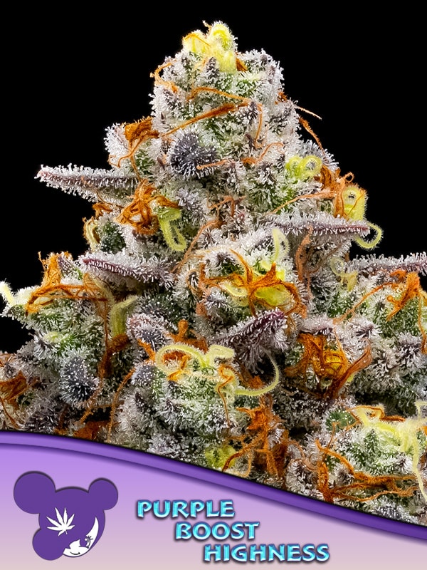 Purple Boost Highness Anesia Seeds cannabisfrø skunkfrø