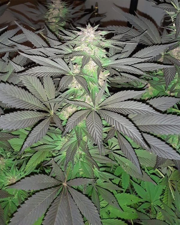 5G Soma Sacred Seeds cannabisfrø