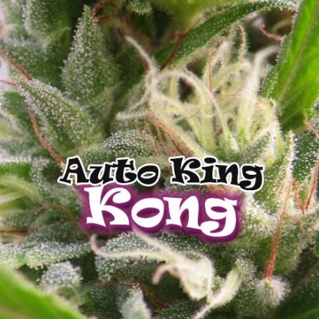 Auto King Kong Dr. Underground cannabis frø