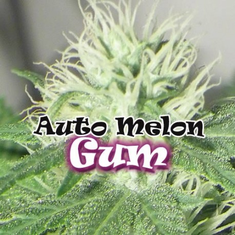 Auto Melon Gum Dr. Underground cannabis frø4