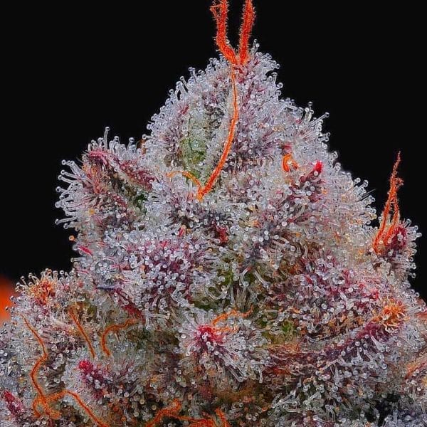El Xupet Negre R-Kiem Seeds cannabis frø
