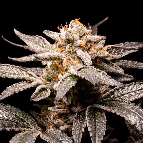 Fancy Donrouch R-Kiem Seeds cannabis frø