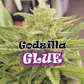 Godzilla Glue Dr. Underground cannabis frø2
