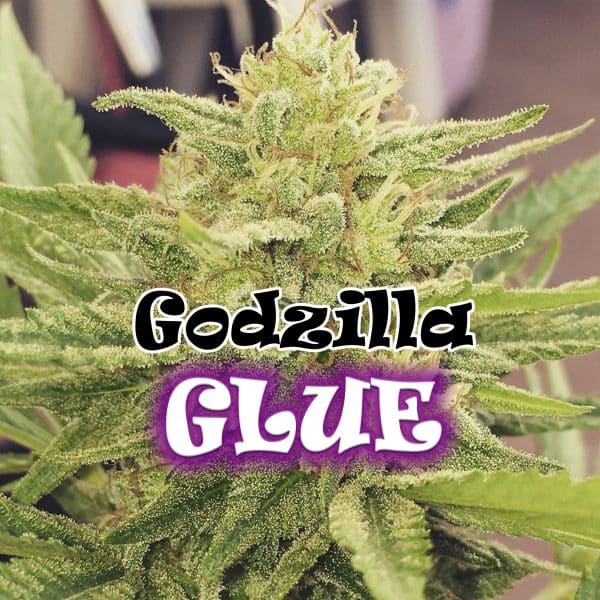 Godzilla Glue Dr. Underground cannabis frø2
