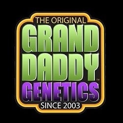 Grand Daddy Genetics