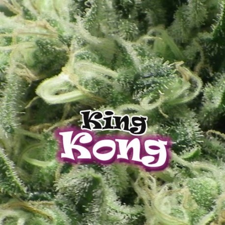 King Kong Dr. Underground cannabis frø