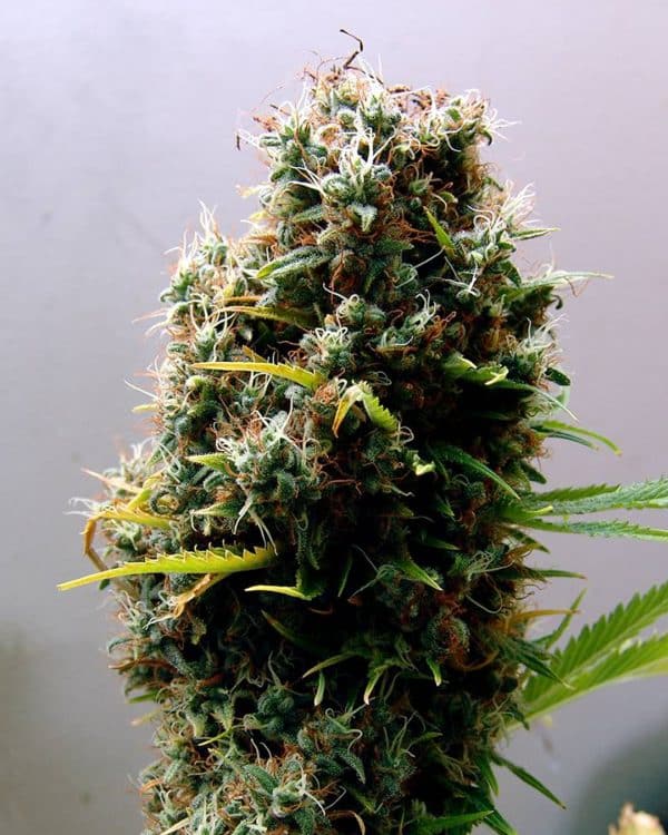 Kushadelic Soma Sacred Seeds cannabisfrø