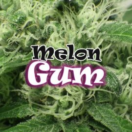 Melon Gum Dr. Underground cannabis frø
