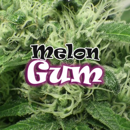 Melon Gum Dr. Underground cannabis frø