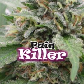 PainKiller Dr. Underground cannabis frø