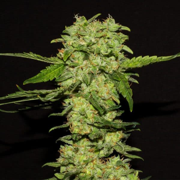 Portela R-Kiem Seeds cannabis frø