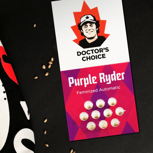 Purple Ryder Auto Doctor's Choice cannabisfrø
