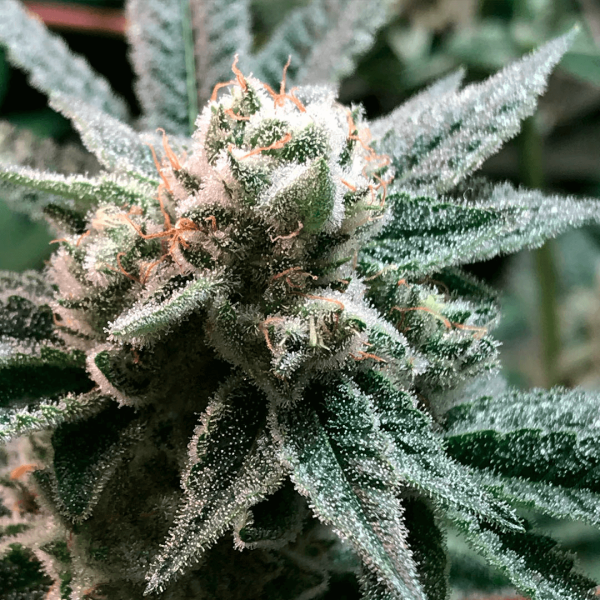 Sublimator R-Kiem Seeds cannabis frø