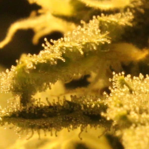Sweet Tooth Auto Nordland Seeds cannabisfrø