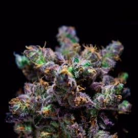ZKIEM R-Kiem Seeds cannabis frø