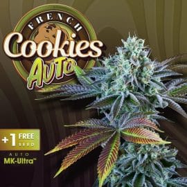 Auto French Cookies T.H. Seeds cannabisfrø