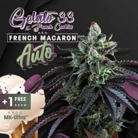 Auto French Macaron Gelato 33 x French Cookies T.H. Seeds cannabisfrø