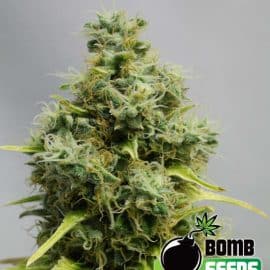 BIG BOMB Bomb Seeds cannabisfrø