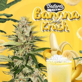 Banana Candy Krush T.H. Seeds cannabisfrø