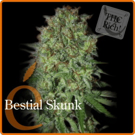 Bestial Skunk éLite Seeds cannabis seed bank