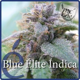 Blue Elite Indica - Elite Seeds cannabis seed bank