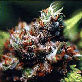 Brasil x KC K.C. Brains Seeds cannabisfrø 2
