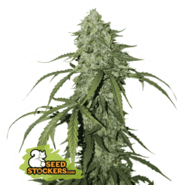 CBD 1:1 SILVER LIME HAZE AUTO seedstockers cannabis frøbank