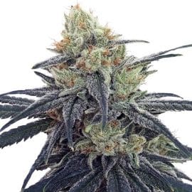 CBD #1 Feminized Ace Seeds cannabisfrø