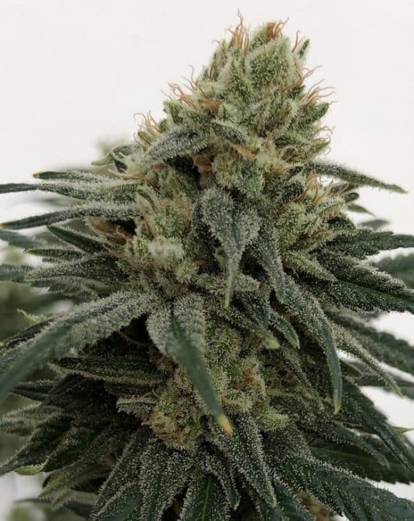 CBD #1 Feminized Ace Seeds cannabisfrø