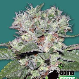 CBD BOMB Bomb Seeds cannabisfrø