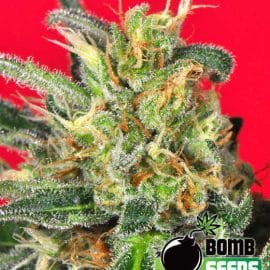 CLUSTER BOMB Bomb Seeds cannabisfrø