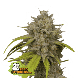 COOKIES FAST FEM seedstockers cannabis frøbank