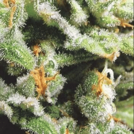 Cristal Limit K.C. Brains Seeds cannabisfrø