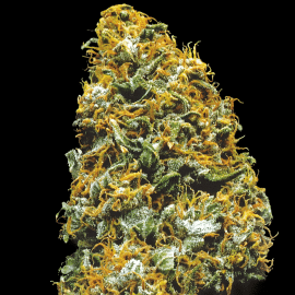 Cristal Paradise K.C. Brains Seeds cannabisfrø