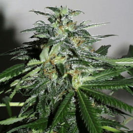 Cyber Cristal K.C. Brains Seeds cannabisfrø