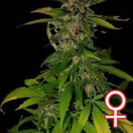 Double D K.C. Brains Seeds cannabisfrø