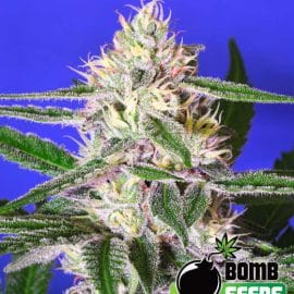 EDAM BOMB Bomb Seeds cannabisfrø
