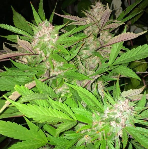 ErdPurt x PCK Standard Ace Seeds cannabisfrø