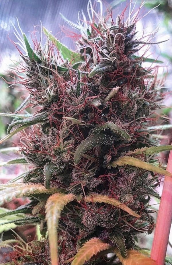 Ethiopia x Malawi Ace Seeds cannabisfrø