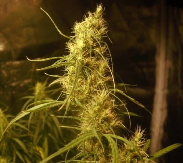 Ethiopian Ace Seeds cannabisfrø