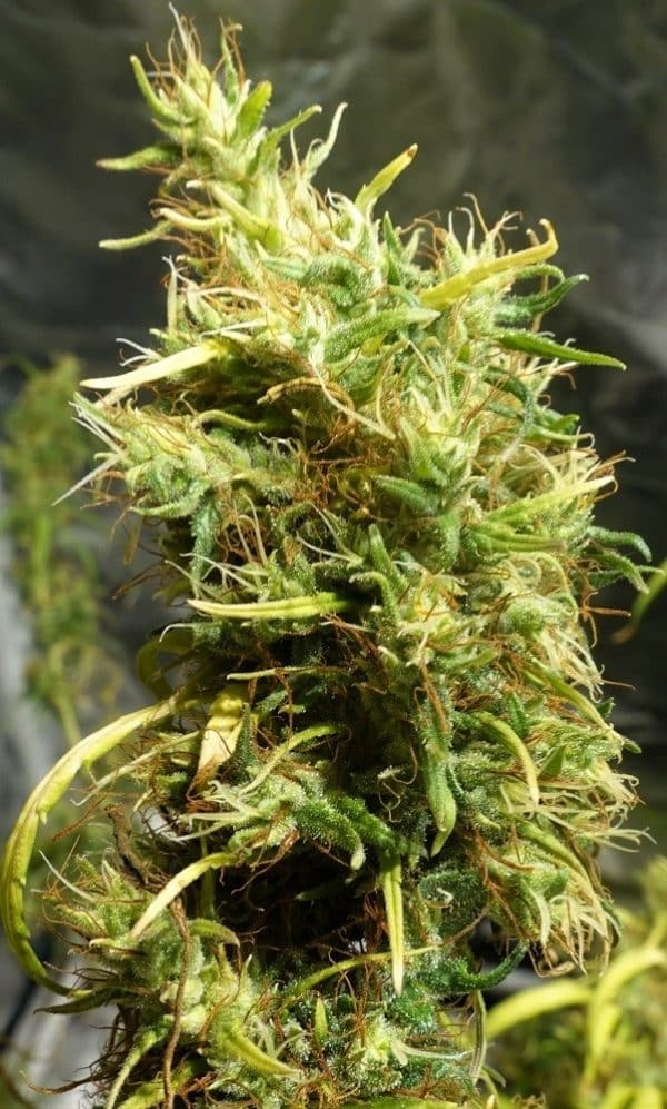 Ethiopian Ace Seeds cannabisfrø