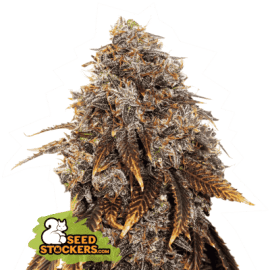 GELATO 41 FEM seedstockers cannabis frøbank