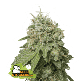 GREEN CRACK AUTO seedstockers cannabis frøbank