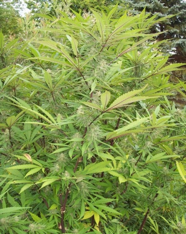 Green Mountain Grape Standard Ace Seeds cannabisfrø